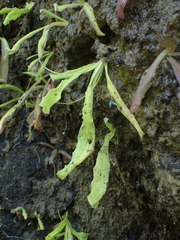 Pinguicula longifolia