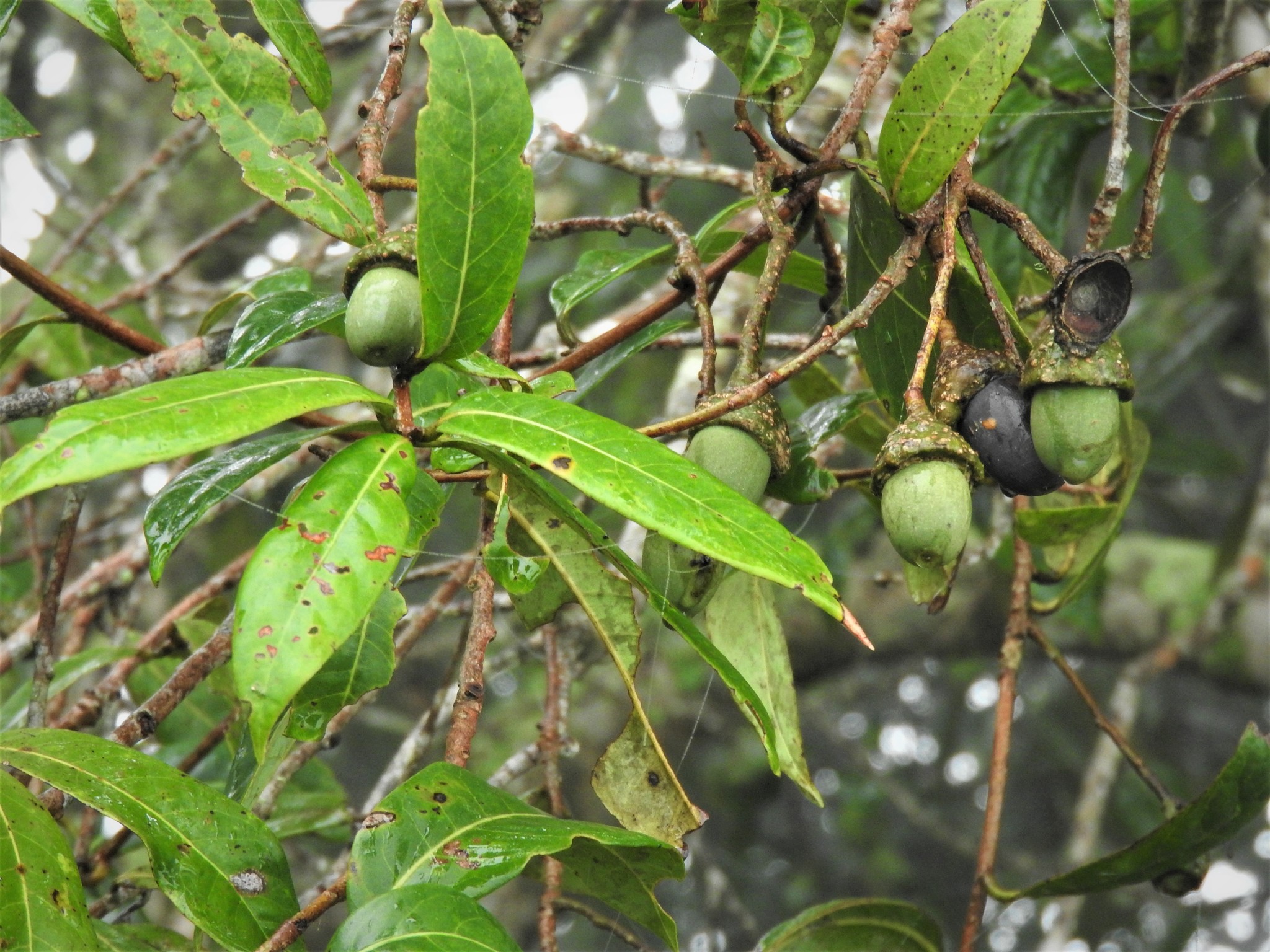 Aniba