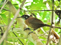 Cantorchilus nigricapillus