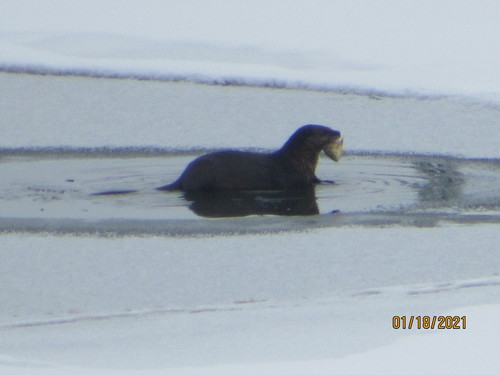 North American River Otter photographed in Iowa
