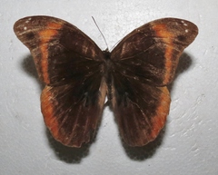 Catoblepia orgetorix