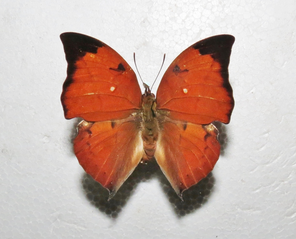 Zaretis crawfordhilli