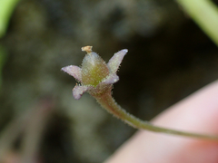 Pinguicula longifolia