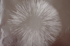 Amanita vaginata alba