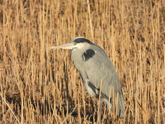 Ardea cinerea