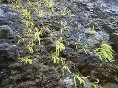 Pinguicula longifolia
