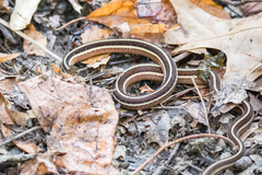 Thamnophis saurita septentrionalis