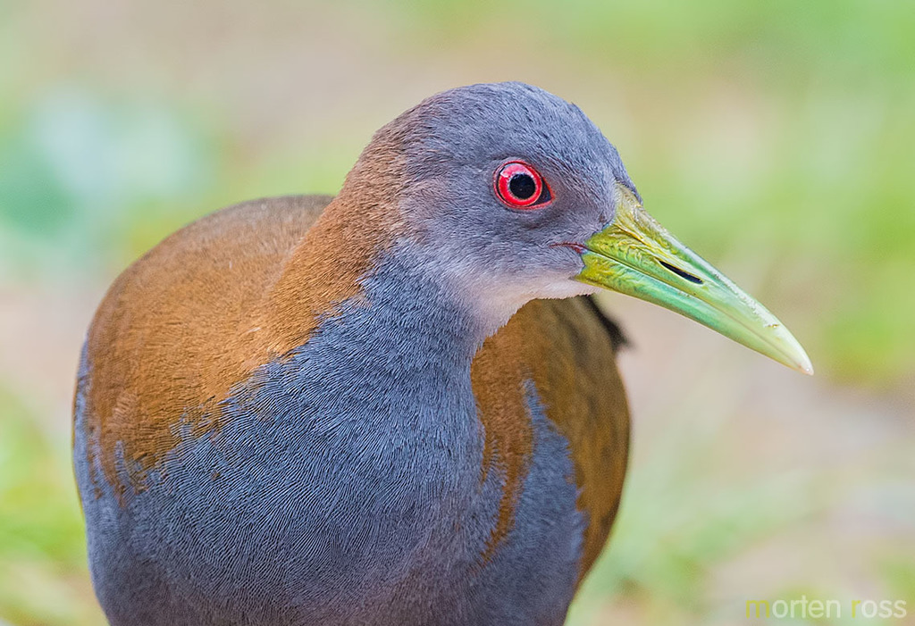 Slaty-breasted Wood-rail