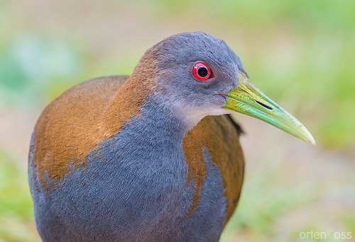 Slaty-breasted Wood-rail
