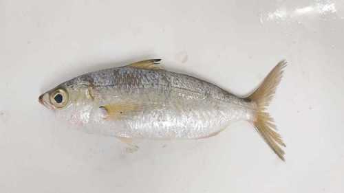Darkspot mojarra (Eucinostomus entomelas) — Gerreidae — 2