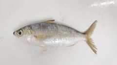 Eucinostomus entomelas