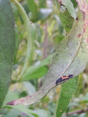 Harmonia axyridis