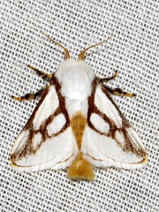 Parapluda invitabilis