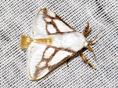 Parapluda invitabilis