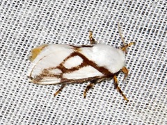 Parapluda invitabilis