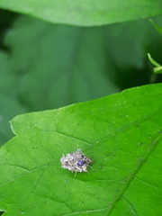 Insecta