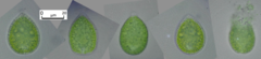Euglena texta