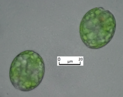 Euglena texta