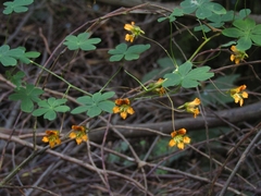 Tropaeolum ciliatum
