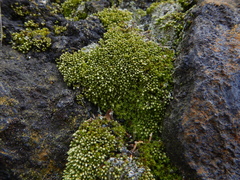 Bryum argenteum