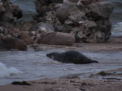 Halichoerus grypus grypus