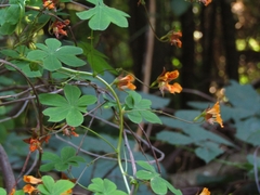Tropaeolum ciliatum