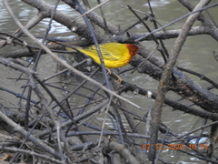 Setophaga petechia aequatorialis