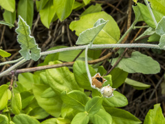 Convolvulus hermanniae