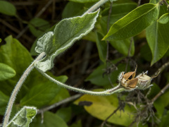 Convolvulus hermanniae