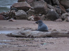 Halichoerus grypus grypus