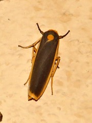 Sozusa scutellata