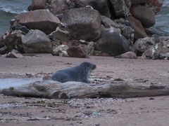 Halichoerus grypus grypus