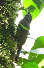 Xiphorhynchus triangularis