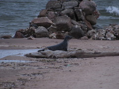 Halichoerus grypus grypus