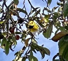 Setophaga townsendi