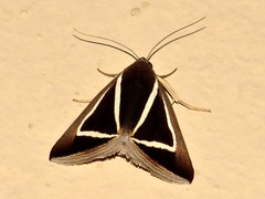 Chalciope delta