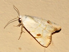 Xanthodes albago