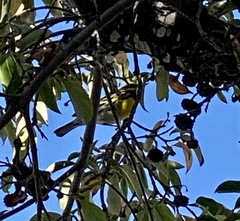 Setophaga townsendi
