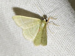 Chlorissa attenuata