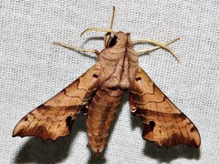 Smerinthinae