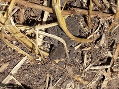 Pachydactylus maculatus