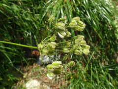Laserpitium nestleri