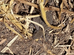 Pachydactylus maculatus