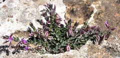 Polygala rupestris
