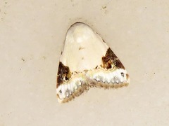 Eublemma ecthaemata