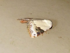 Eublemma ecthaemata
