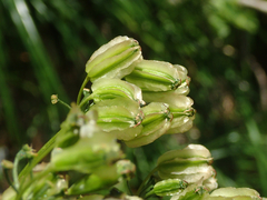 Laserpitium nestleri
