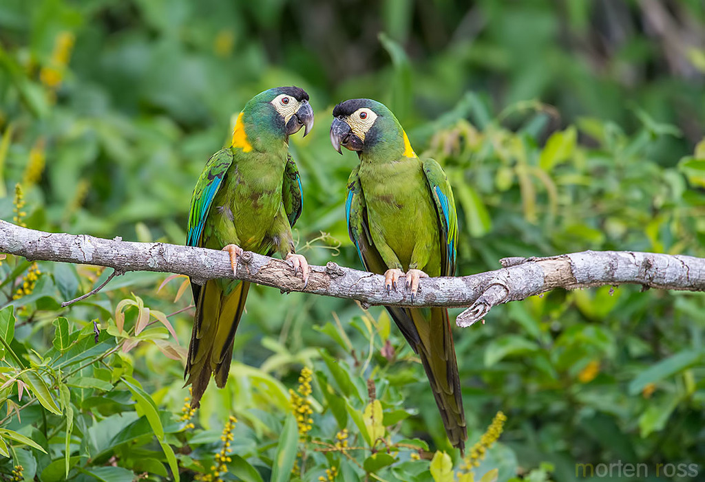 Yellow-collared Macaw