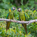 Yellow-collared Macaw - Photo (c) Morten Ross, some rights reserved (CC BY-NC), uploaded by Morten Ross