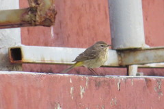 Setophaga palmarum